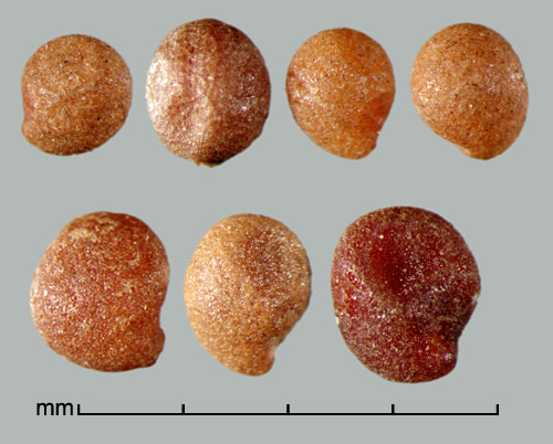 بذر گیاه سس